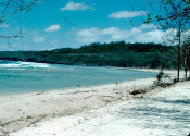 Wilcommen, No. 0053 Unidentified Beach and Coral Road